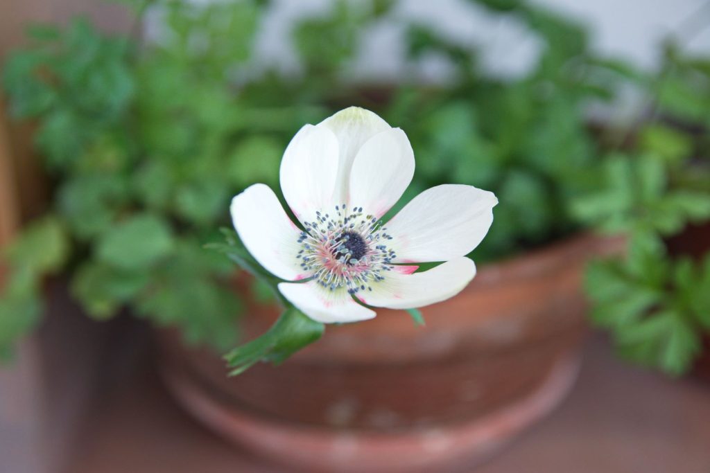anemone coronaria windowsill pot sunlight