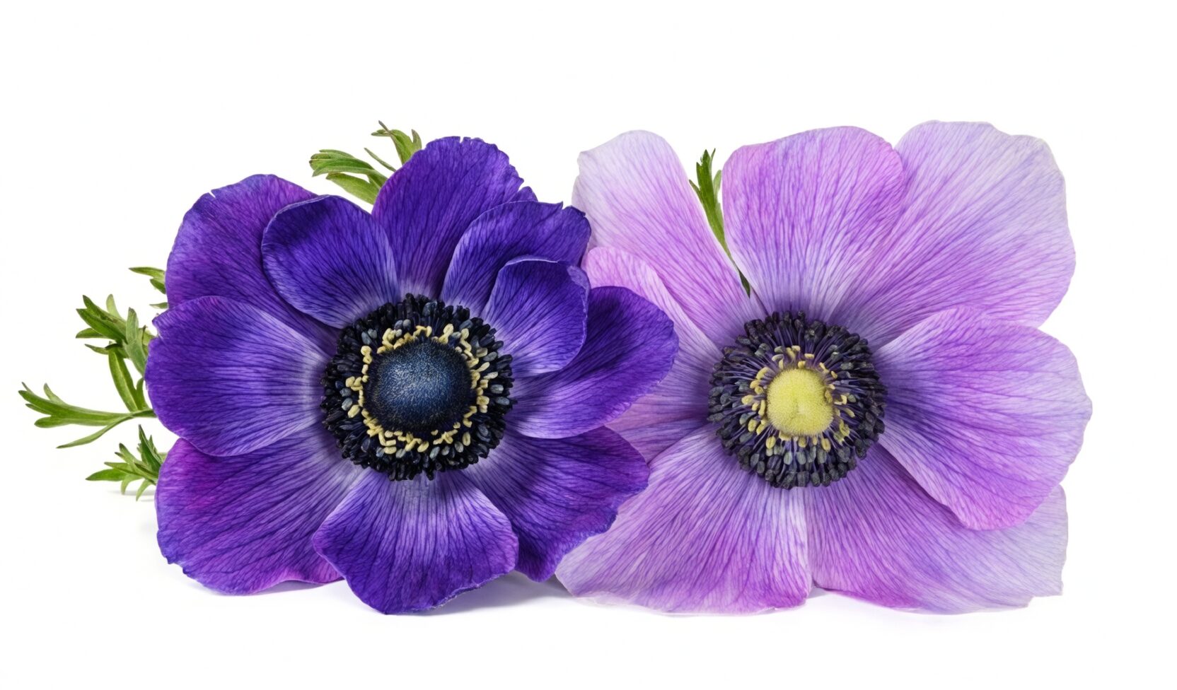 anemone coronaria vase and pot