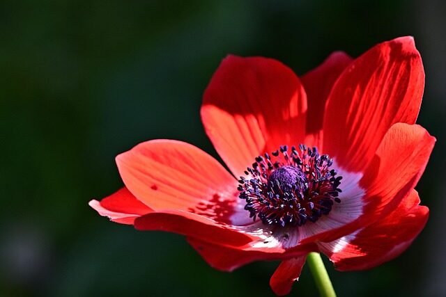 red anemone coronaria close-up