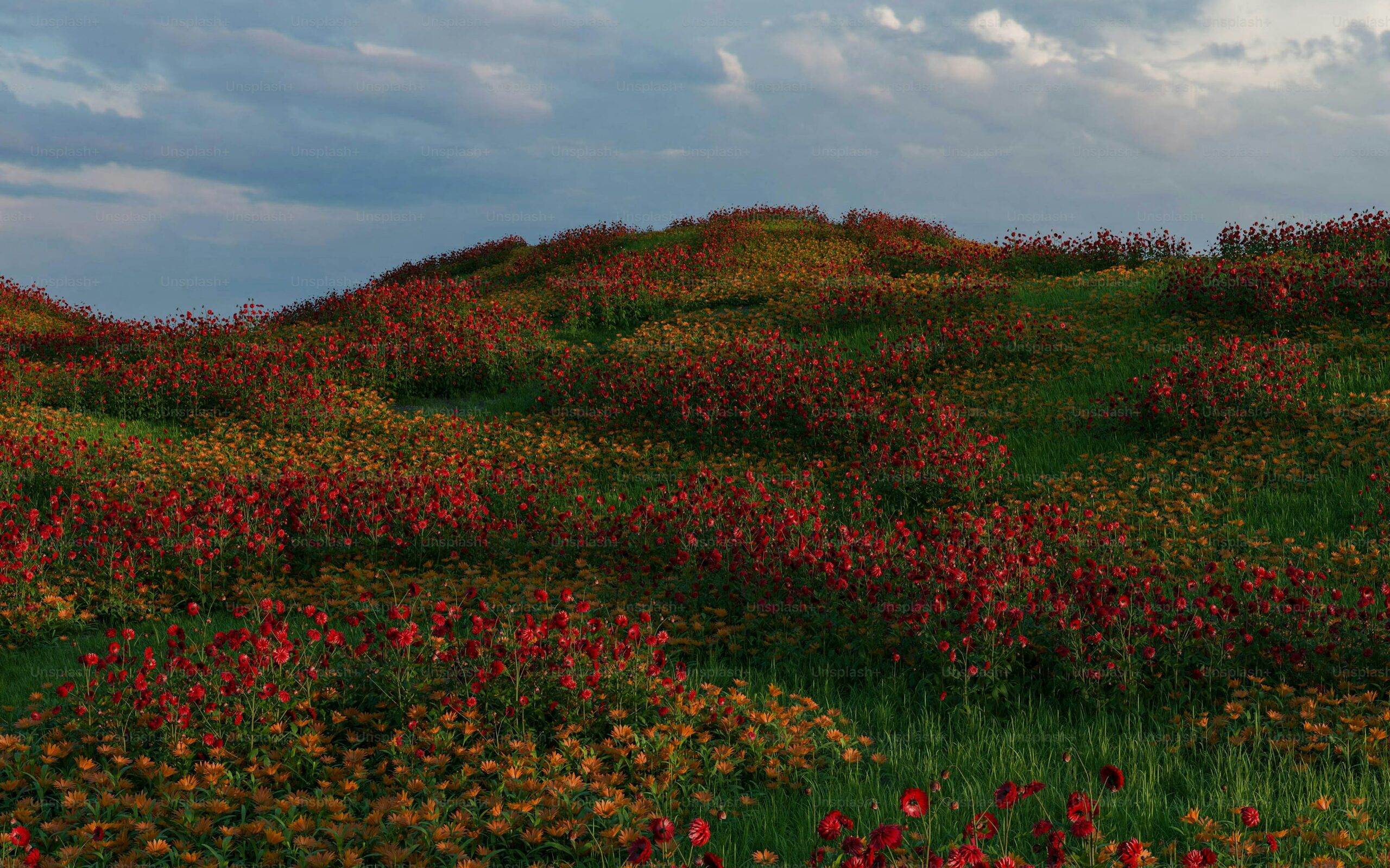 red anemone field Israel spring