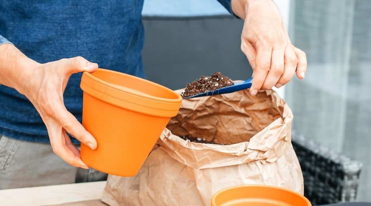 anemone coronaria potting mix ingredients