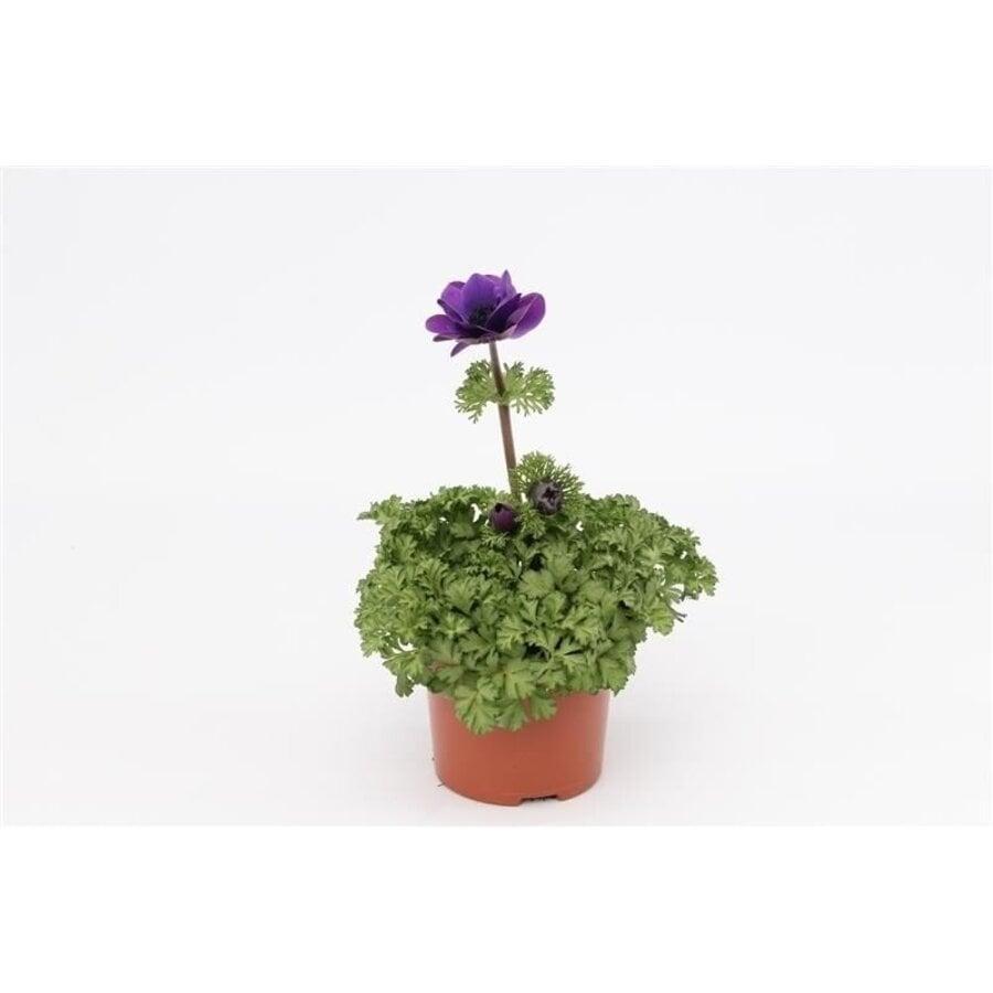 anemone coronaria pot drainage layers