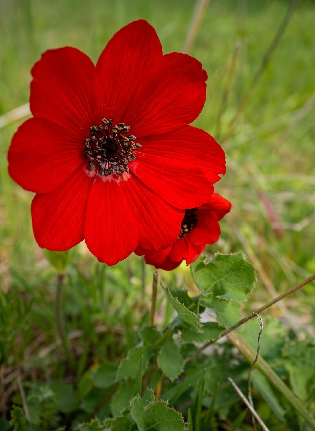 anemone coronaria tubers planting depth
