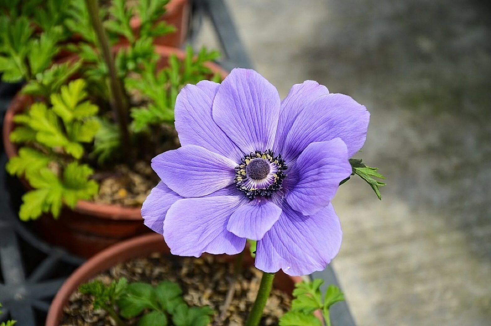anemone coronaria pots rain shelter