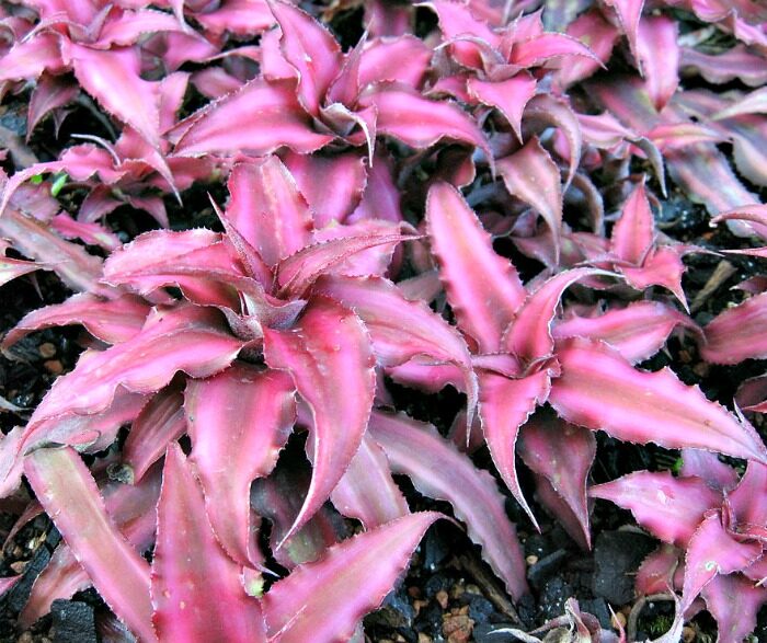 cryptanthus bivittatus red leaves close-up