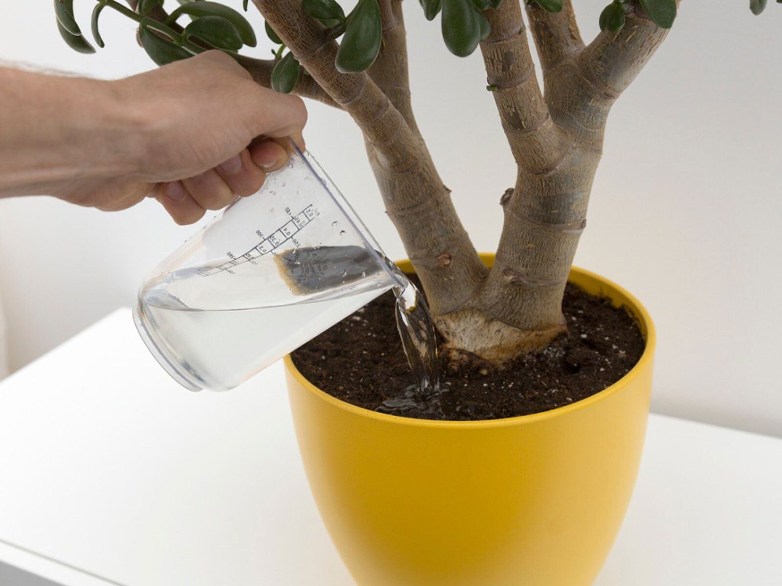 cryptanthus watering distilled water