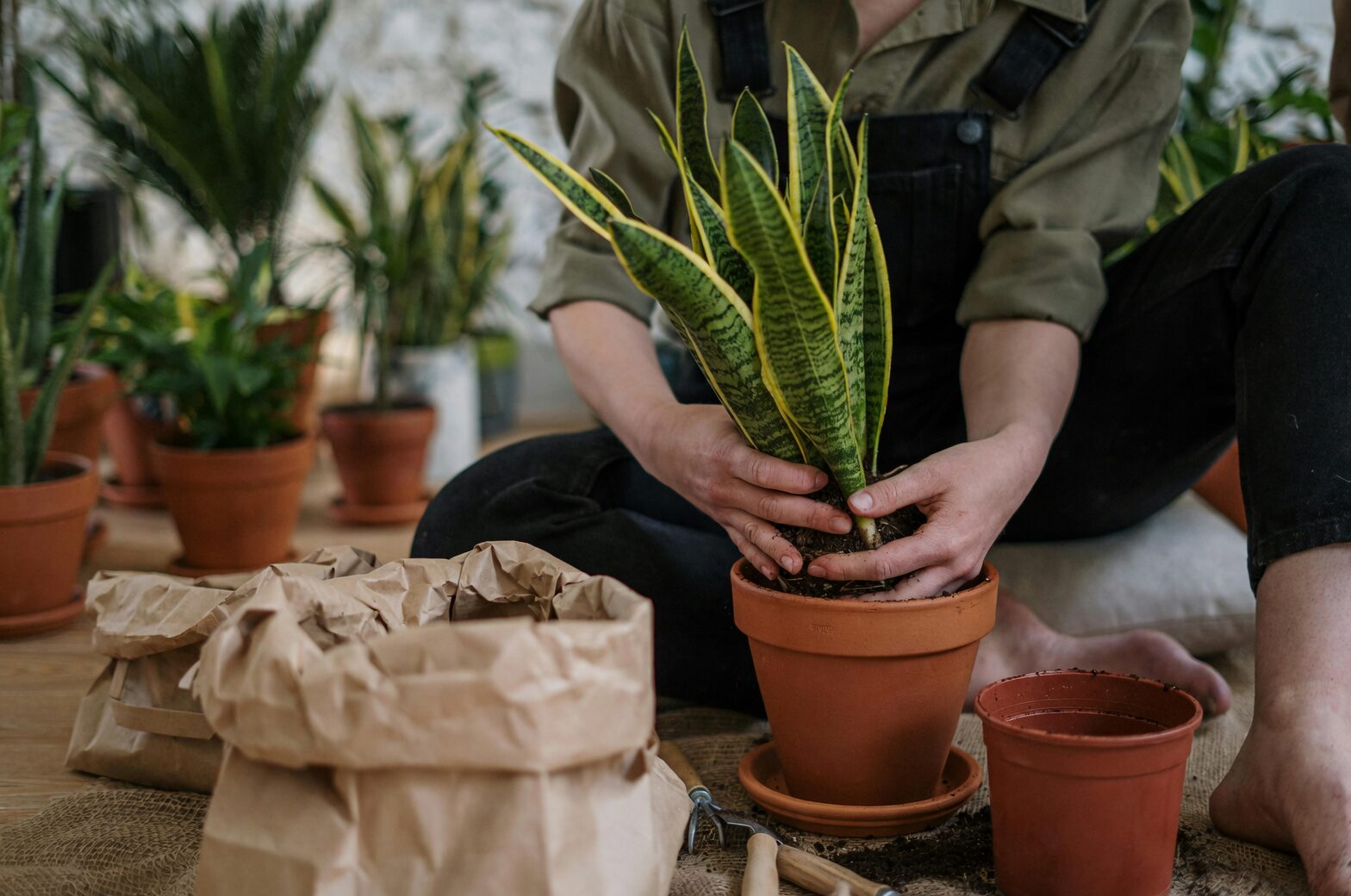 cryptanthus potting mix bark perlite