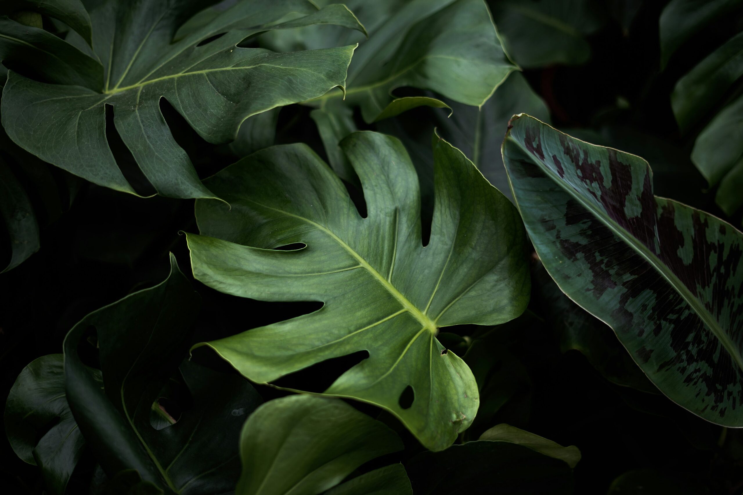 earth star bromeliad mealybugs leaf axil
