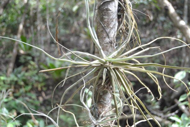 earth star bromeliad cotton swab