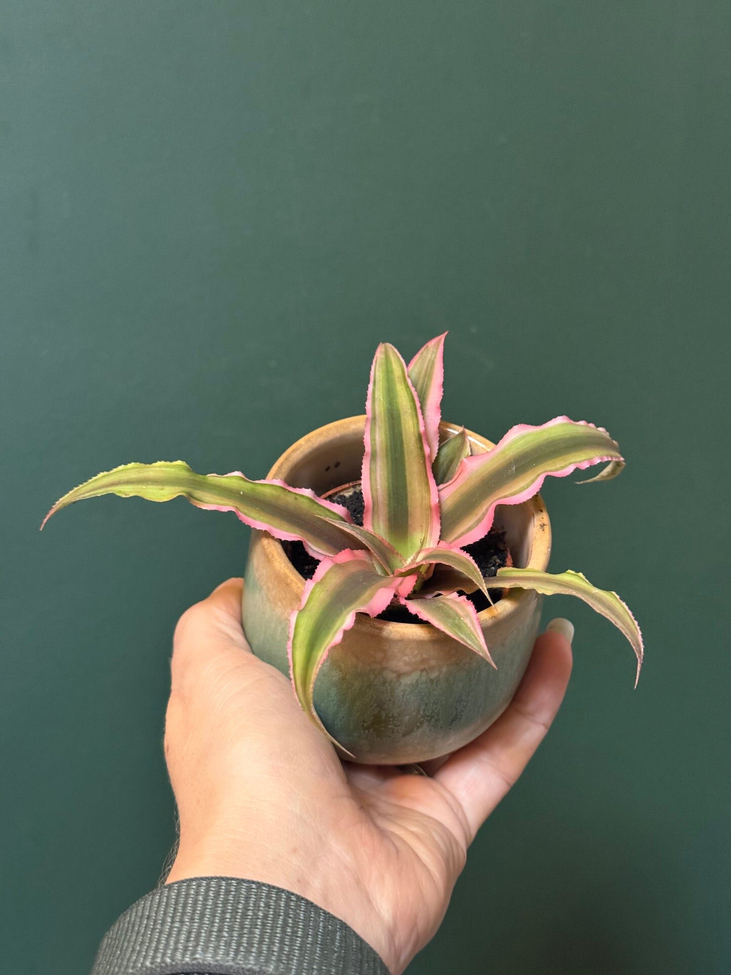 earth star bromeliad repotting mix