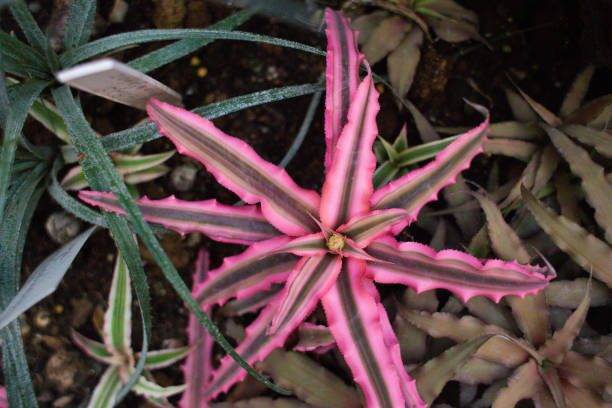 cryptanthus bivittatus leaf close up