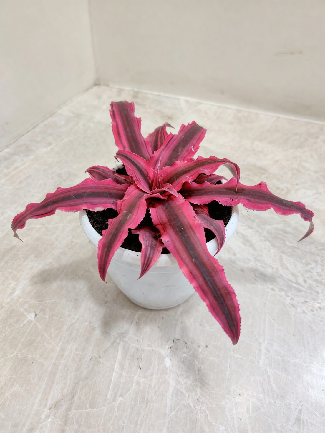 earth star bromeliad bookshelf decor