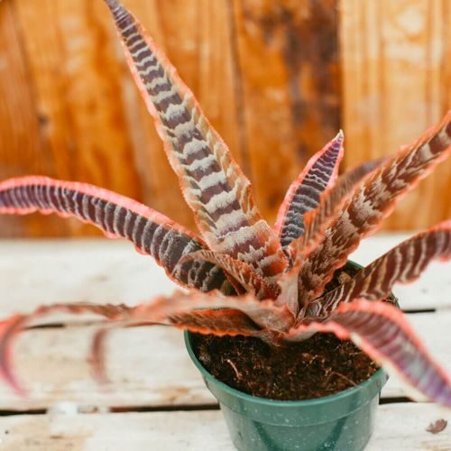 earth star bromeliad watering soil