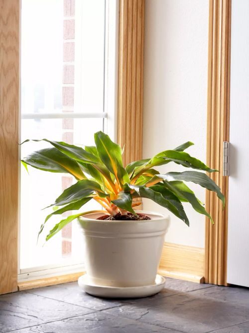 cryptanthus fittonia spider plant window