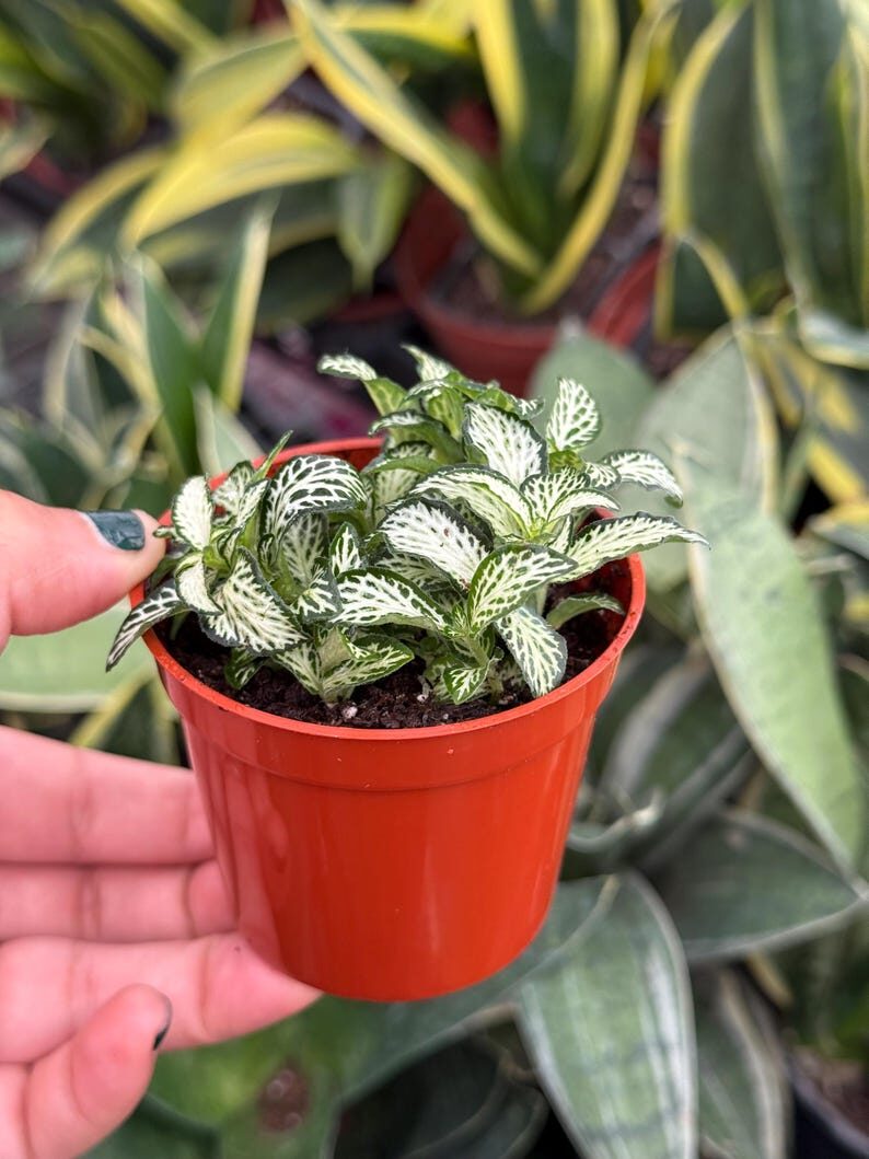 cryptanthus fittonia combined planter inner pots