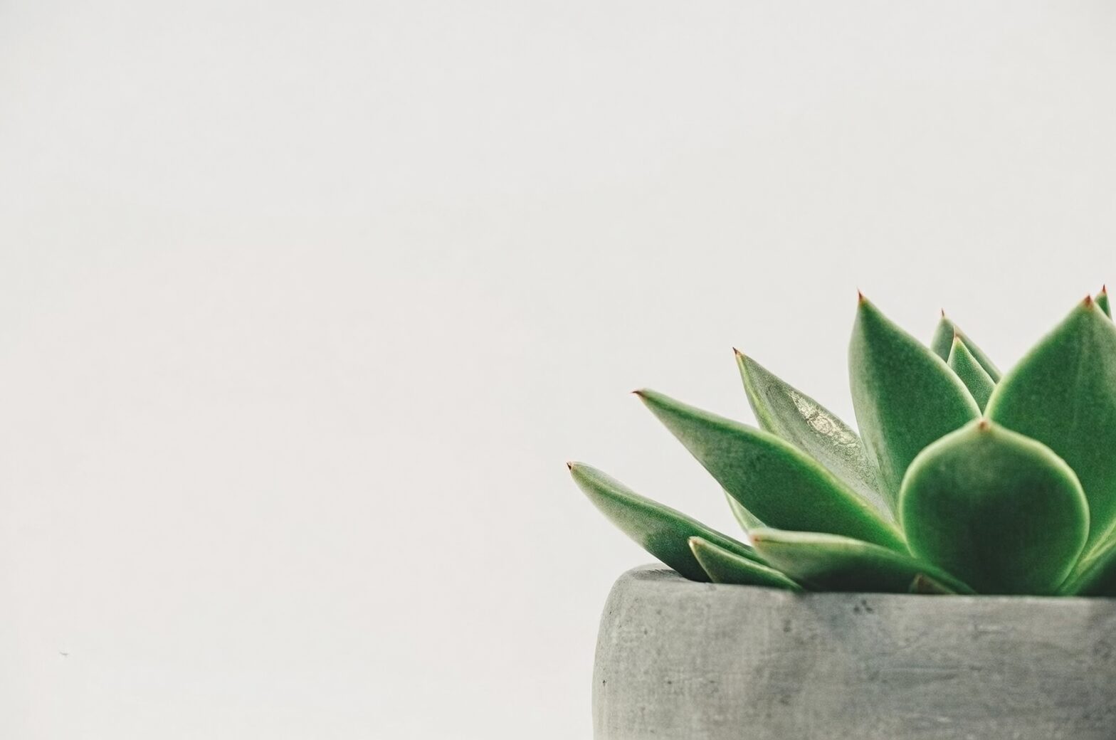 cryptanthus watering pot rim fan