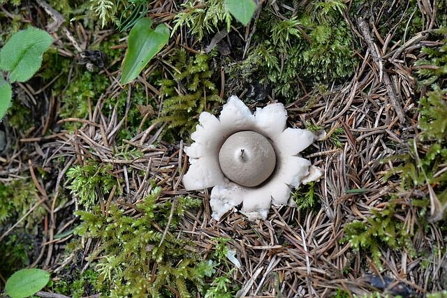 硬水会毁颜值？地星用水科学PK：雨水、蒸馏水与自来水