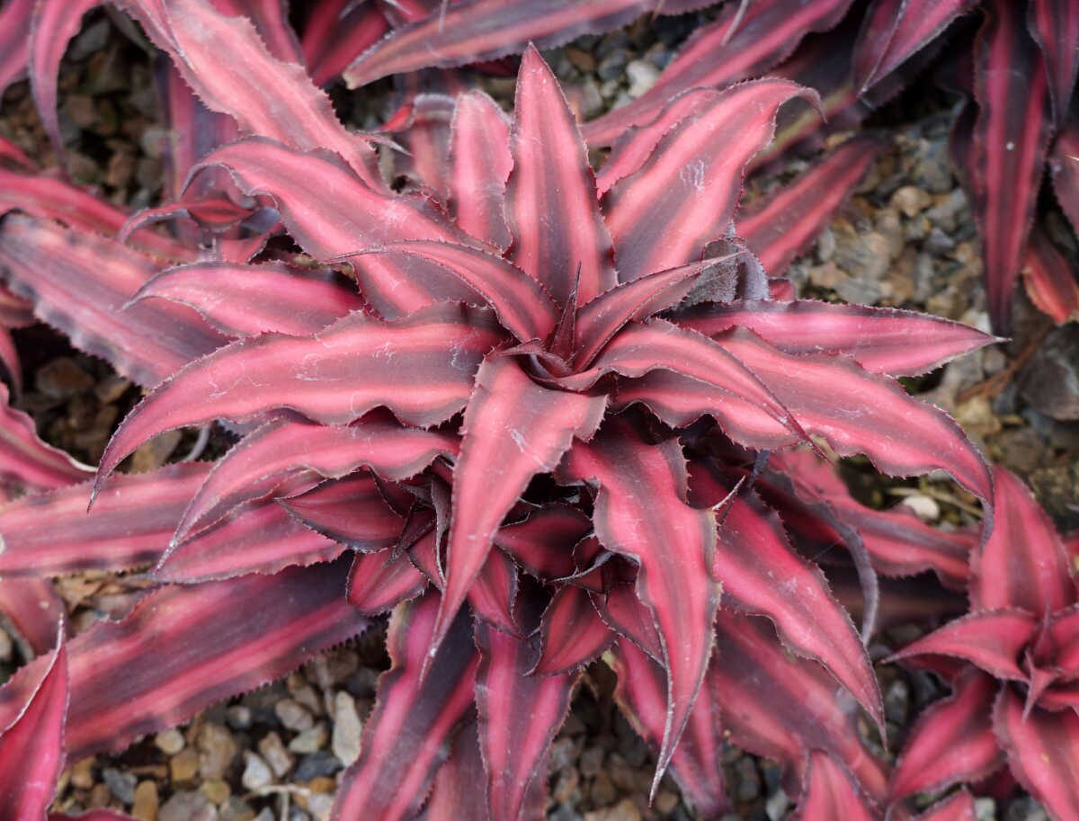 earth star bromeliad bright windowsill