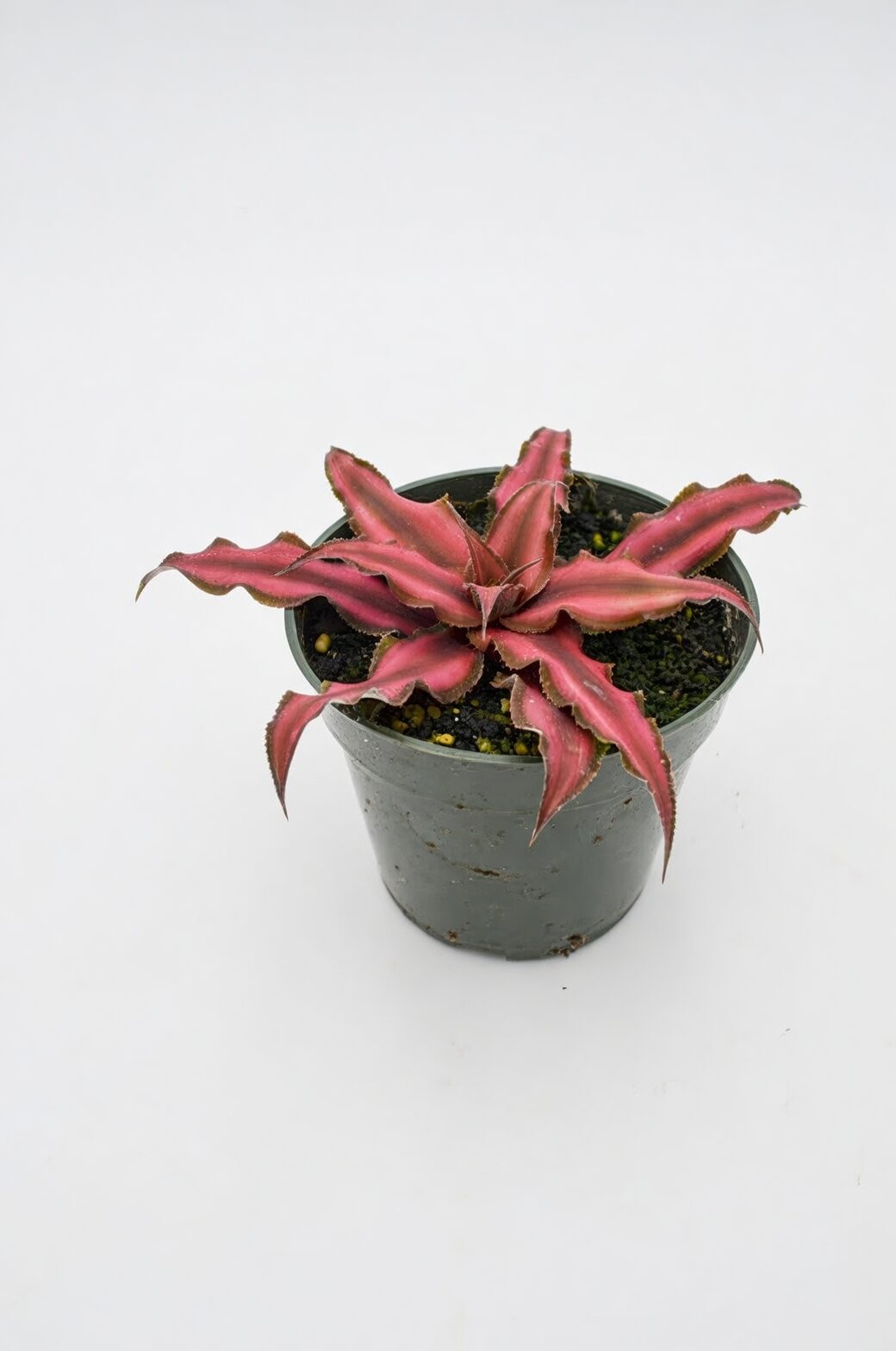 earth star bromeliad grow light comparison