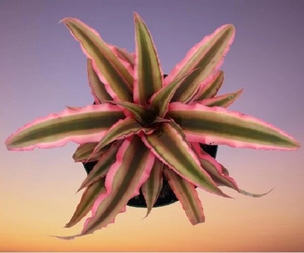earth star bromeliad light distance measurement