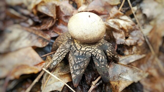 earth star on pebble tray