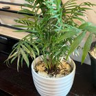 earth star watering pot edge