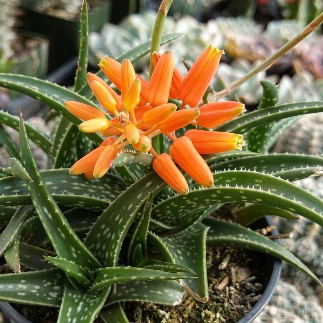 Red Taurus succulent flower stalk bloom