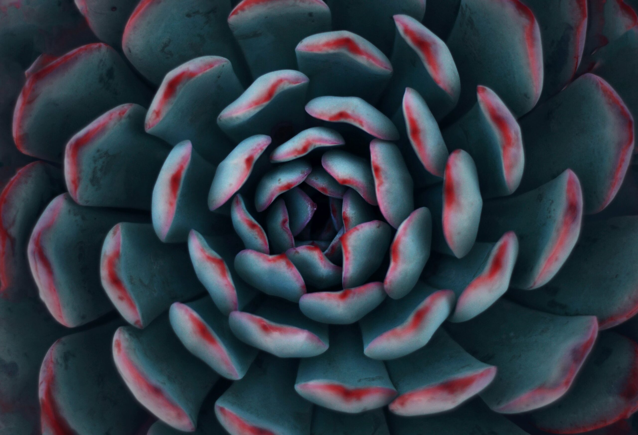 Red Taurus succulent gift card desk