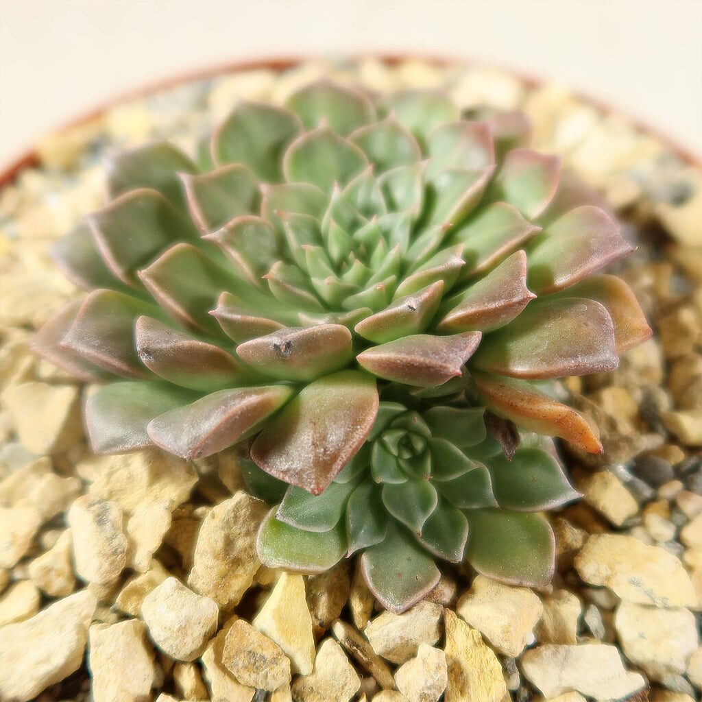 排水才是底气：金牛座冬云的土配方与盆器选择，别再一味堆颗粒