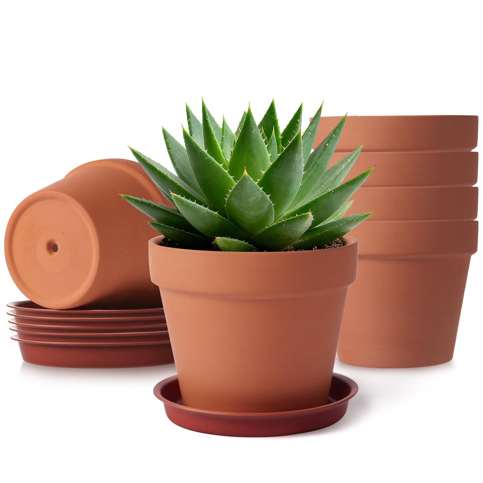 graptopetalum red taurus clay pot drainage
