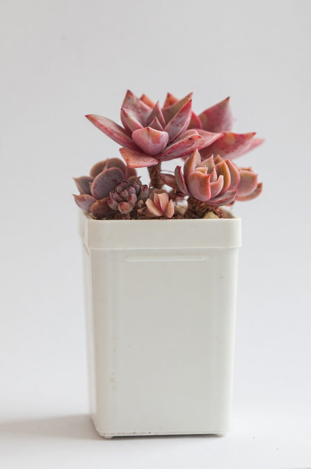 graptopetalum red taurus watering drainage
