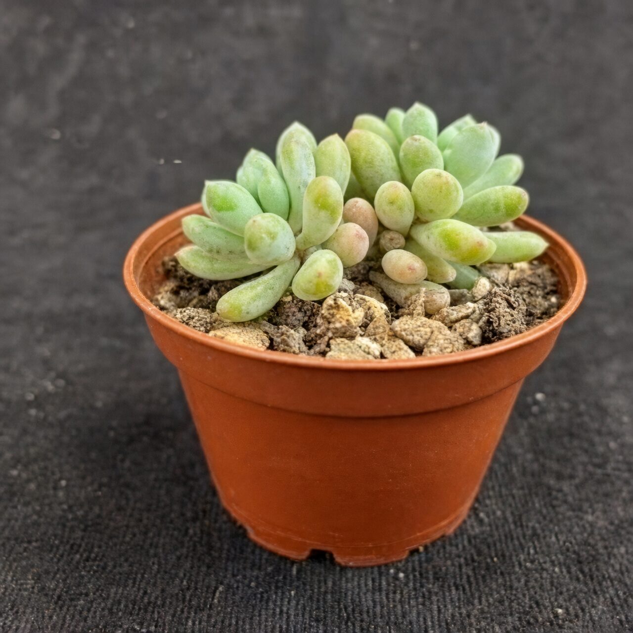 graptopetalum red taurus cluster shallow pot