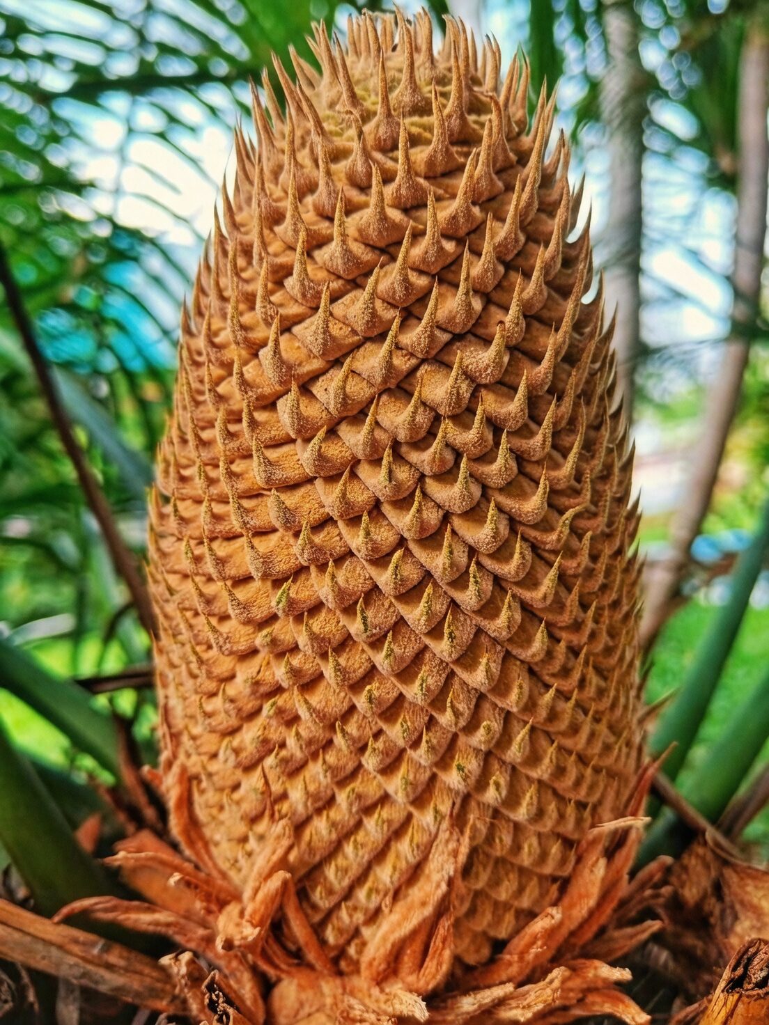 cycas revoluta male cone close-up