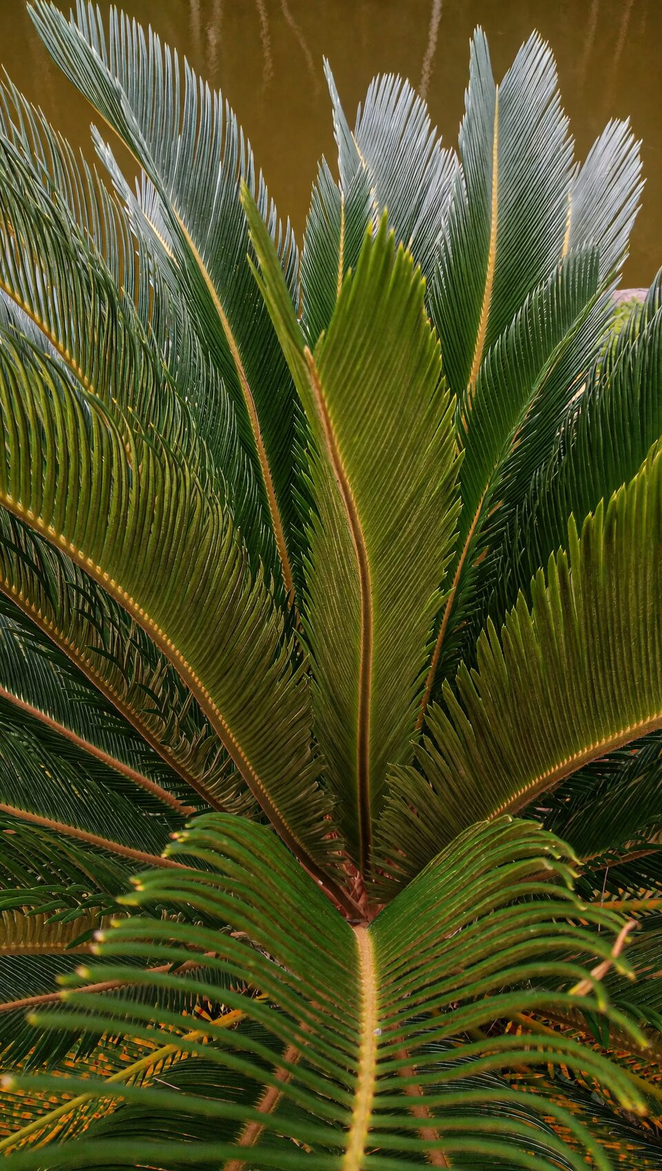 cycas revoluta red seeds