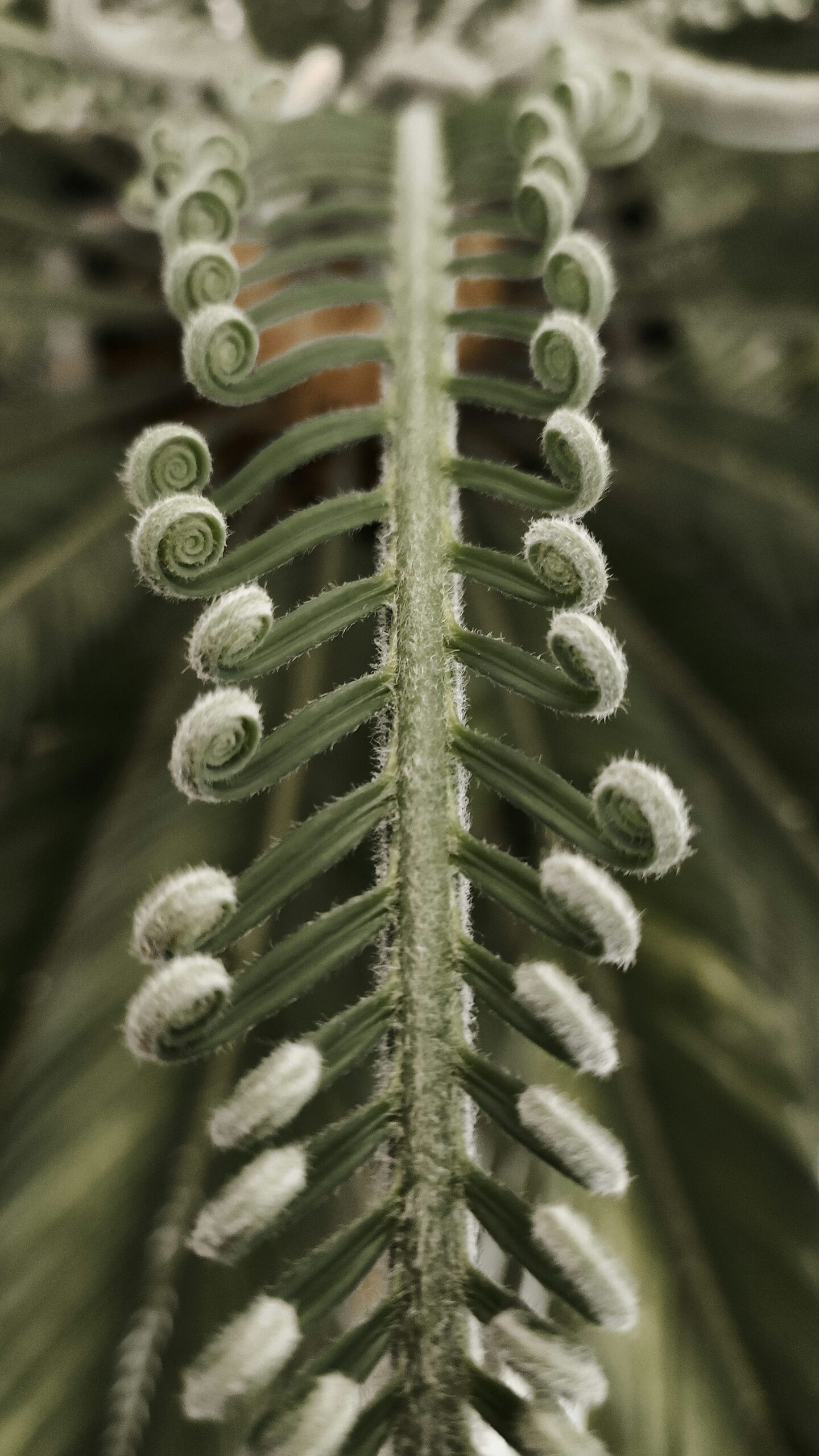 cycas revoluta watering soil