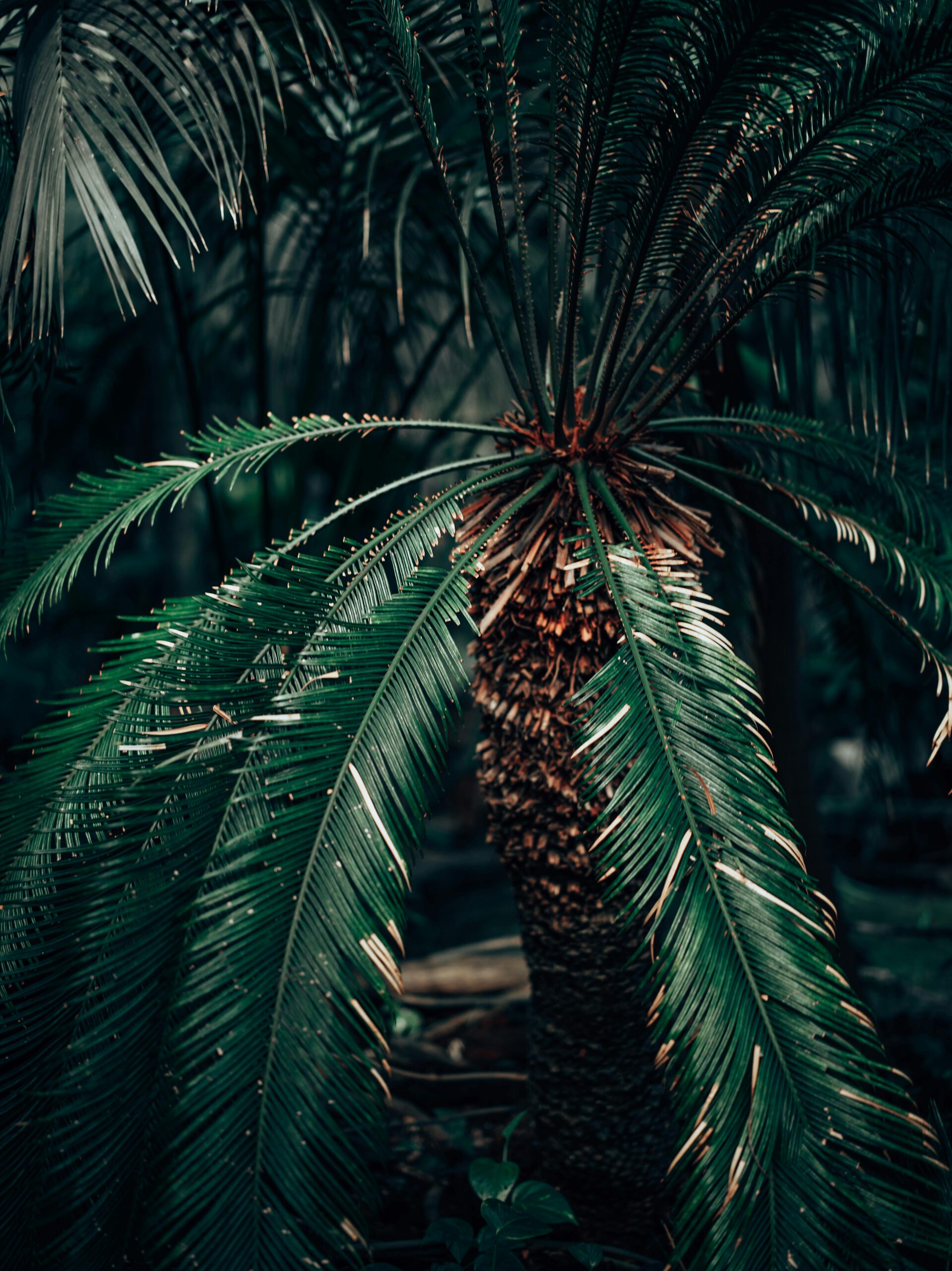 sago palm pup removal close-up