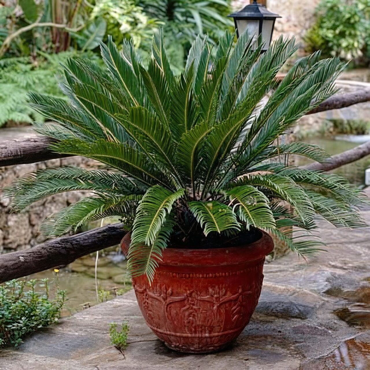 sago palm terracotta pot balcony