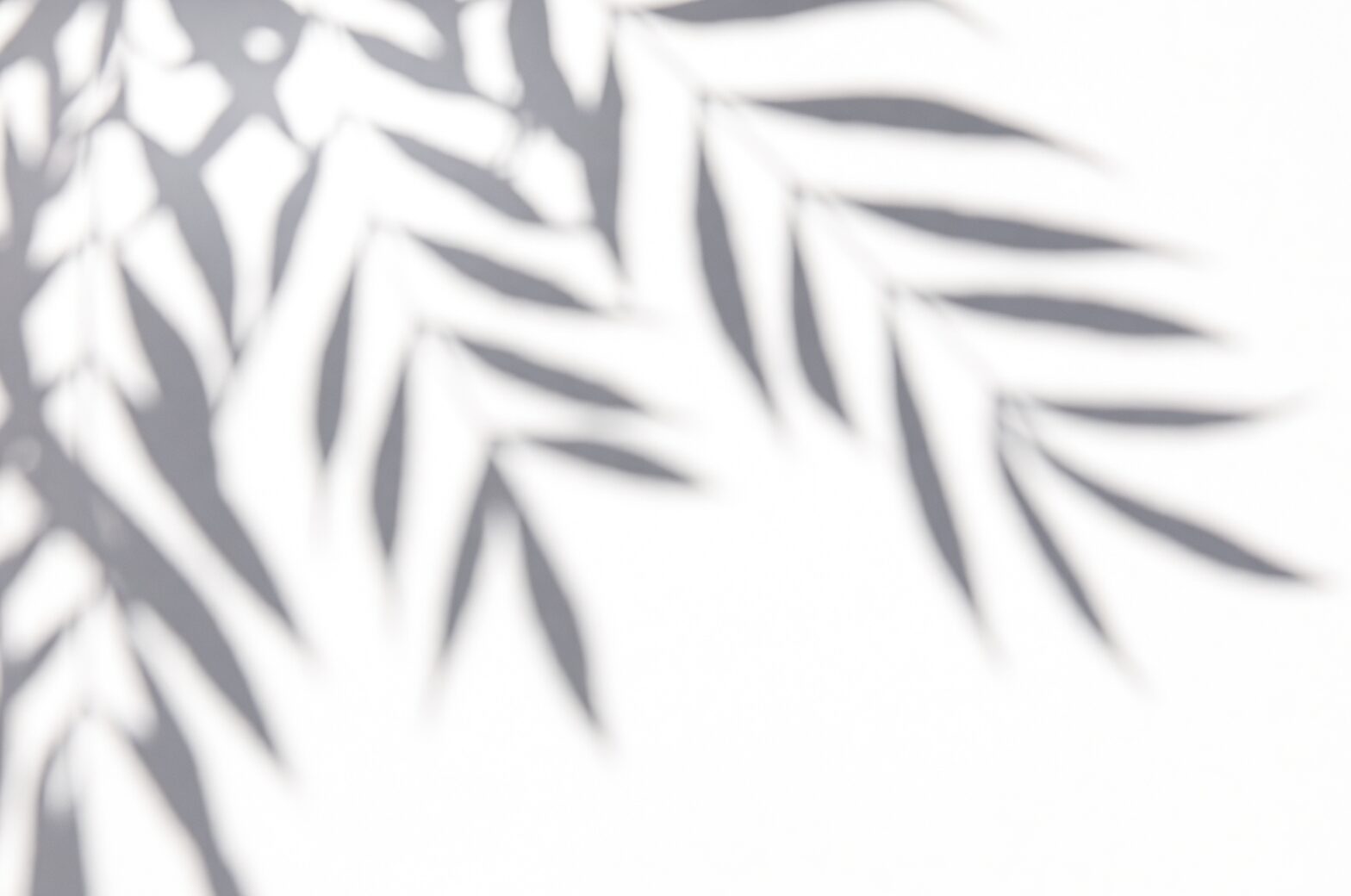 sago palm window hand shadow test