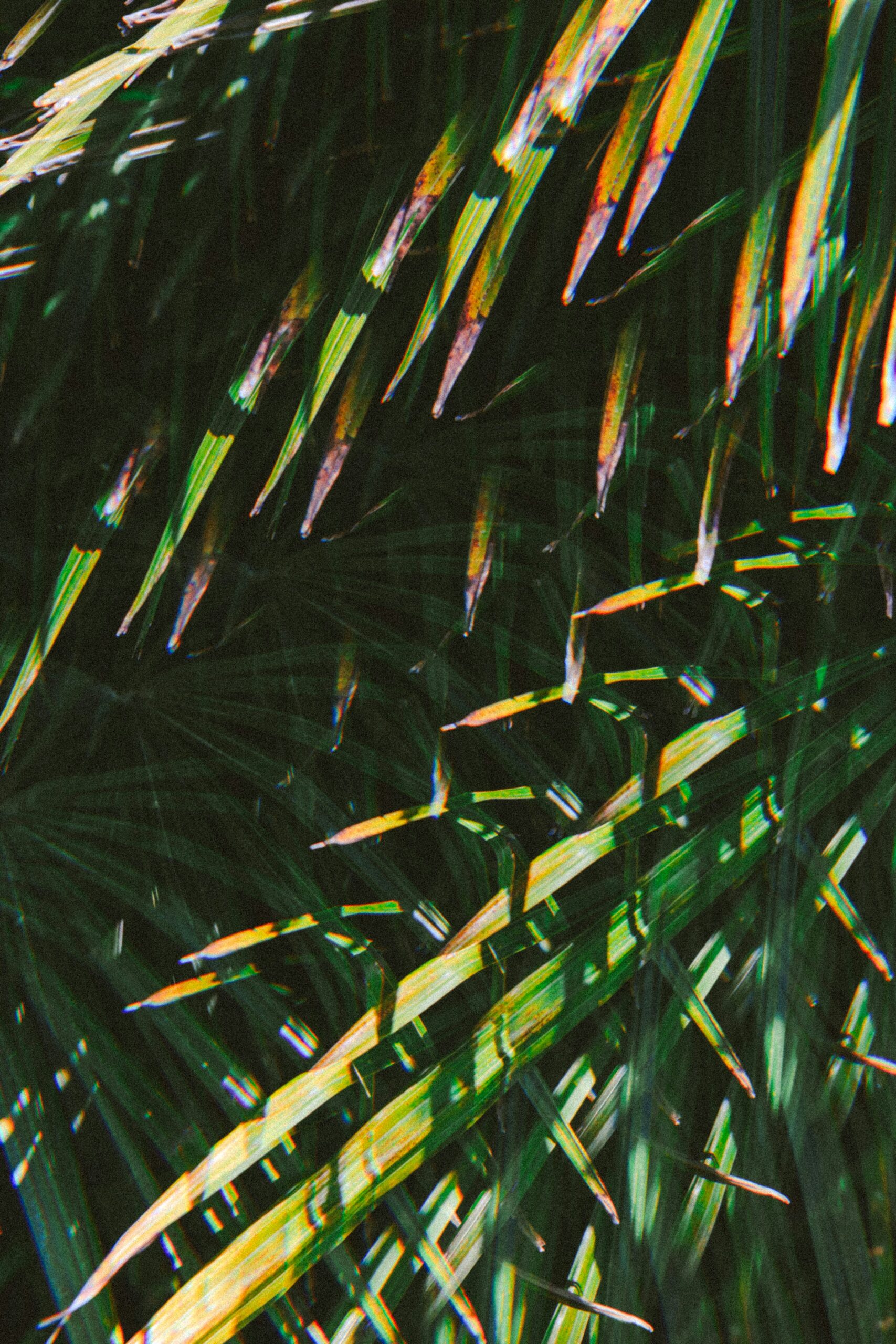 sago palm new fronds close up