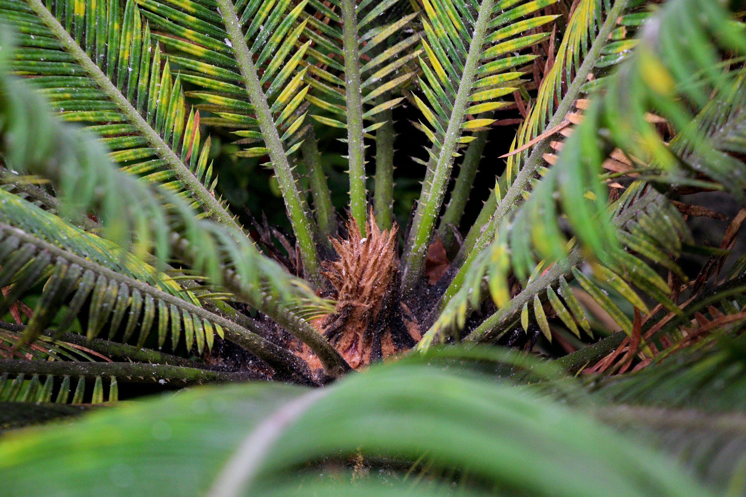 sago palm agave sedum layering