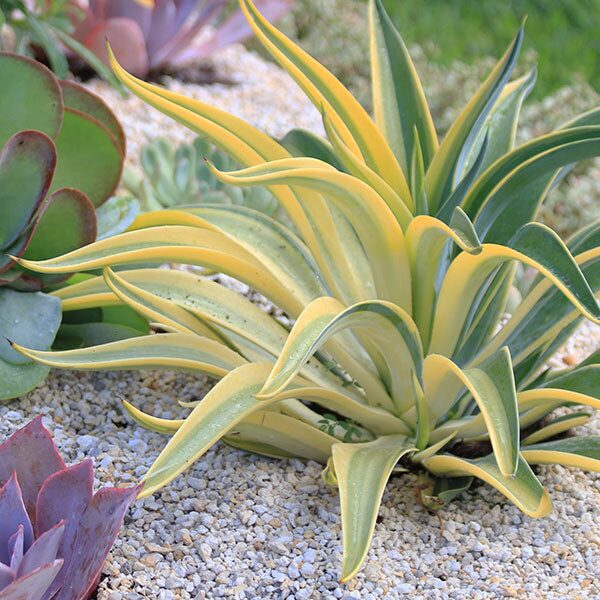 sago palm variegated agave sunset
