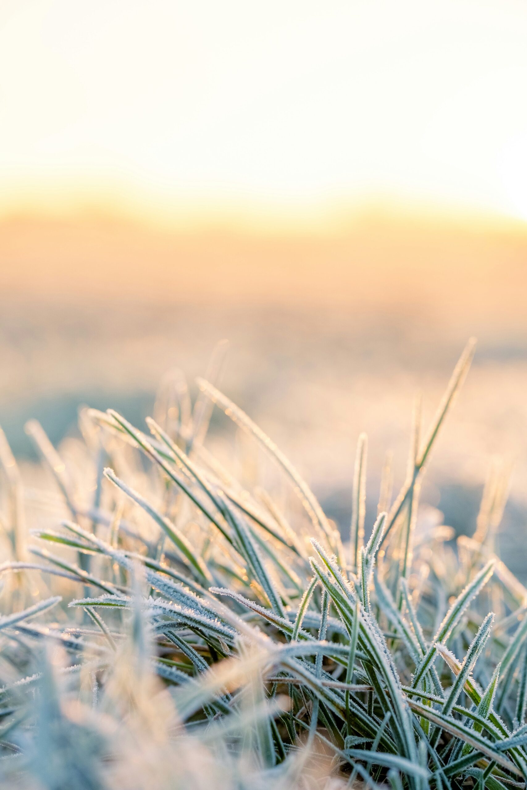 sago palm frost cloth cover