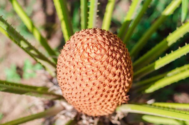 sago palm seeds cone close-up