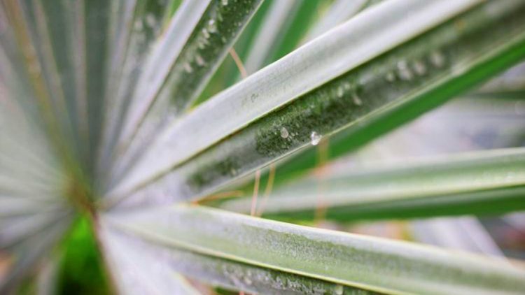 sago palm pruning gloves close-up