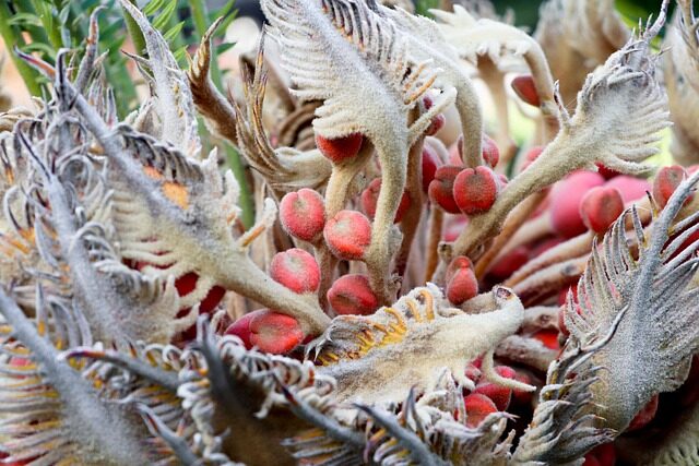 dog sniffing sago palm seed