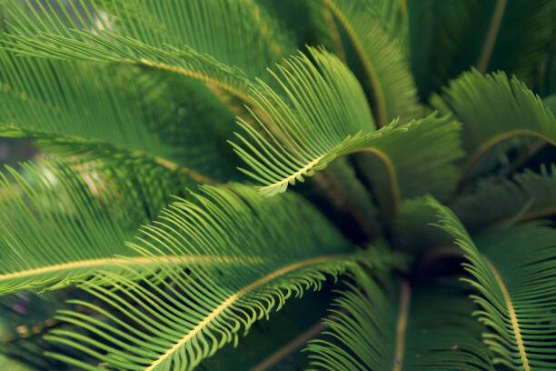 cycas revoluta leaf close up
