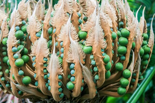 cycas revoluta red seeds toxic