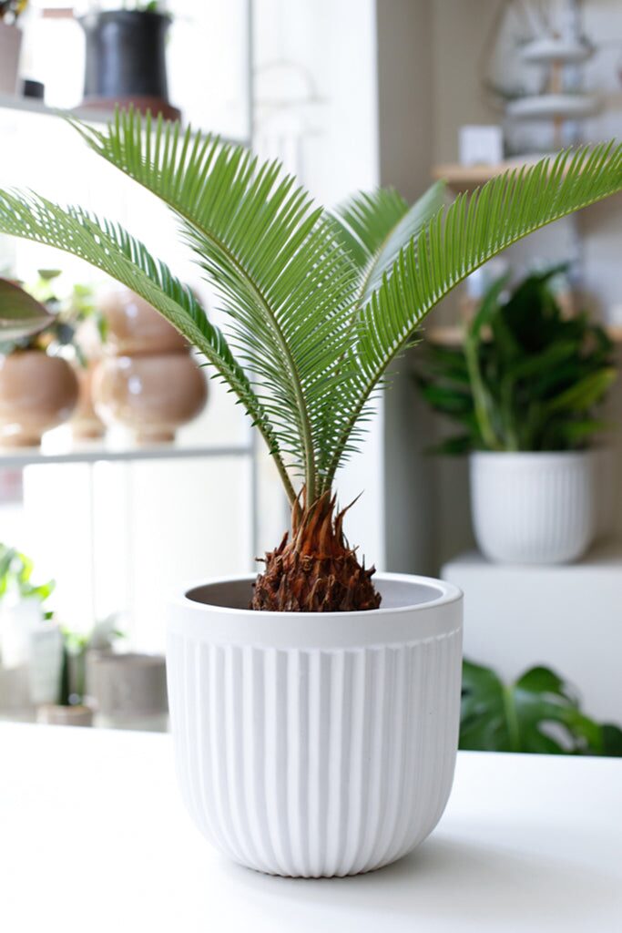 cycas revoluta watering hands pot