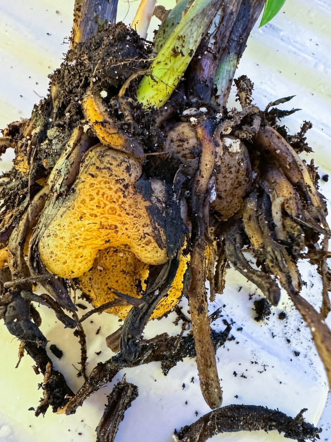 Tillandsia xerographica crown rot close-up