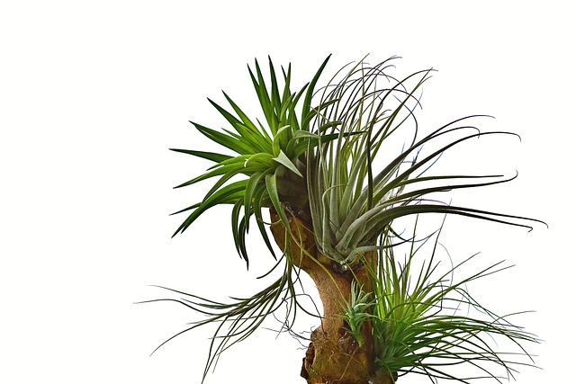 Tillandsia xerographica upside down drying
